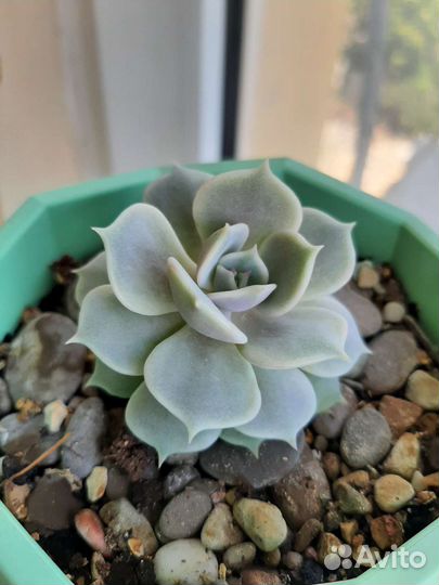 Эхиверия суккуленты