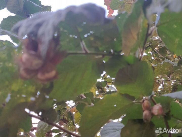 Дерево орех,продам