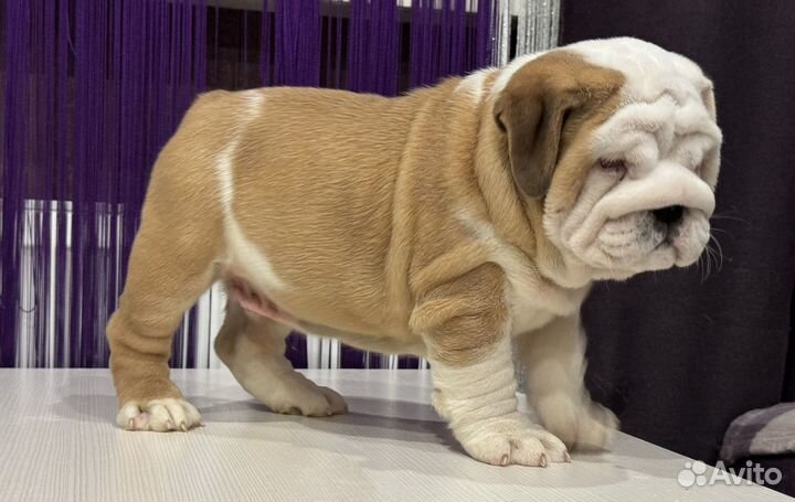 Английский бульдог