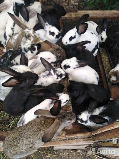 Кролики мясных пород, молодые петушки