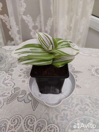 Традесканция белоцветковая