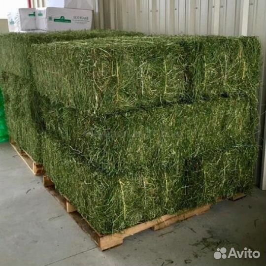 Сено люцерны в тюках солома