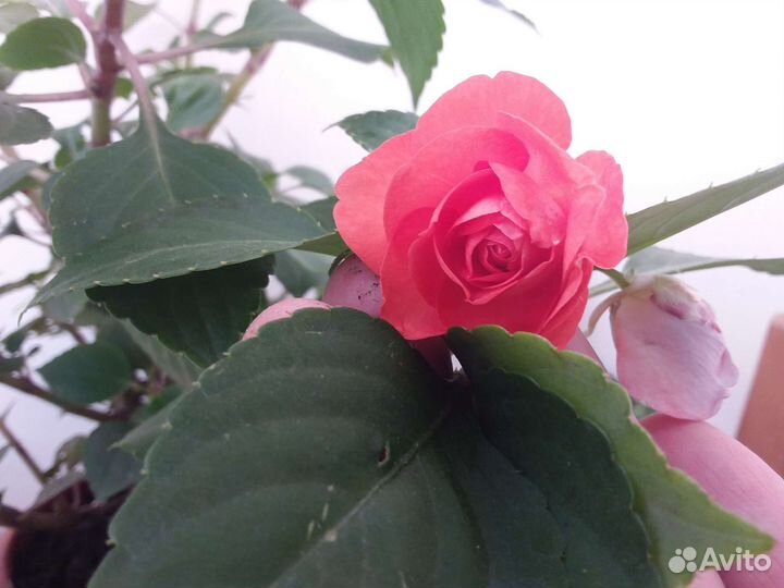 Бальзамин цветущий