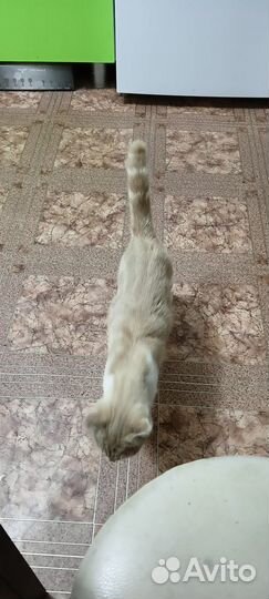 Кошка в дар бесплатно