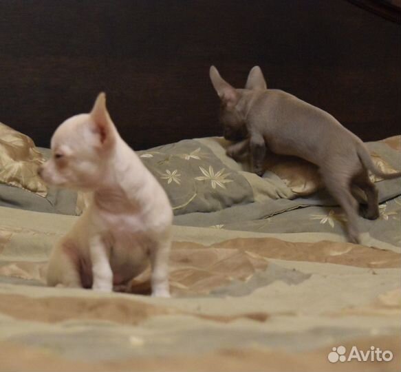 Чихуахуа мини девочка