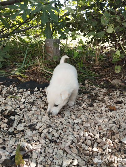 Отдадим щенков