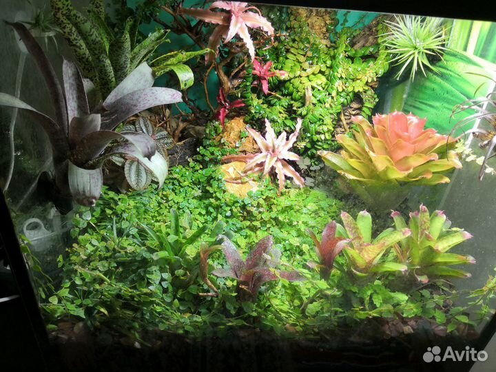 Фикус Пумила крохотный карликовый