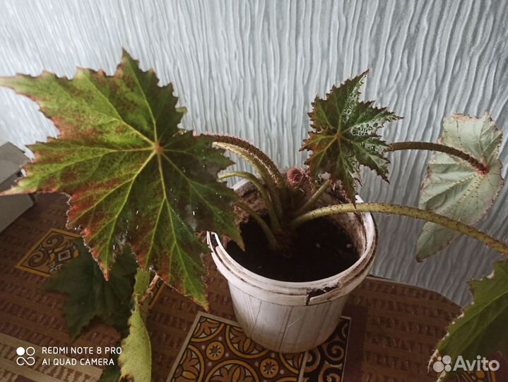 Комнатный цветок бегония