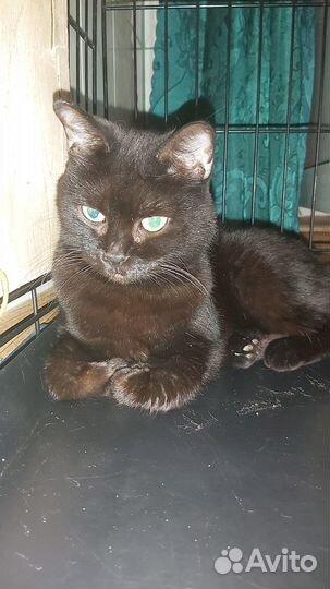 Бросила хозяйка со сломанной лапкой