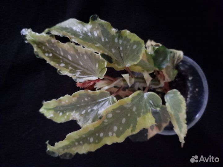 Цветочный микс