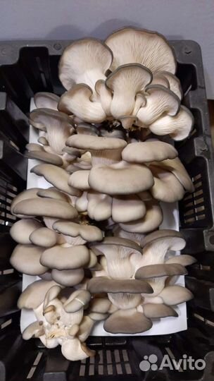 Грибы вешенка