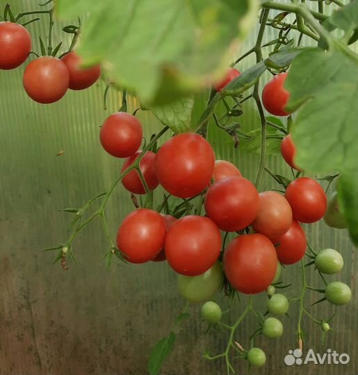 Мелкие помидоры