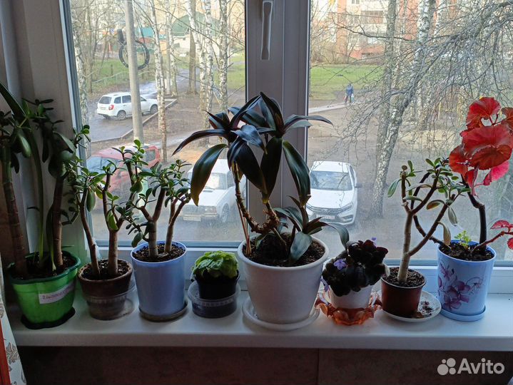 Комнатные цветы