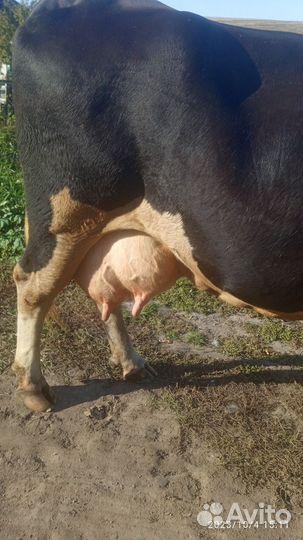 Продам корову дойную