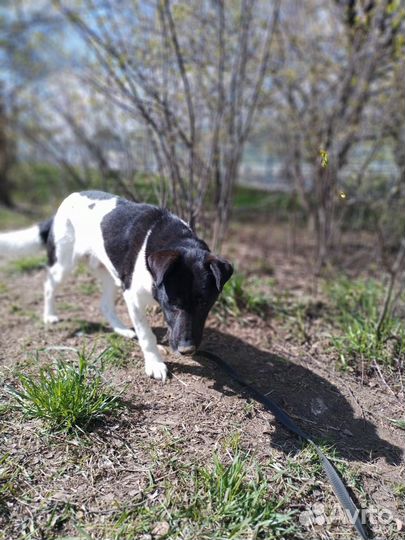 Взрослый пёс в добрые руки