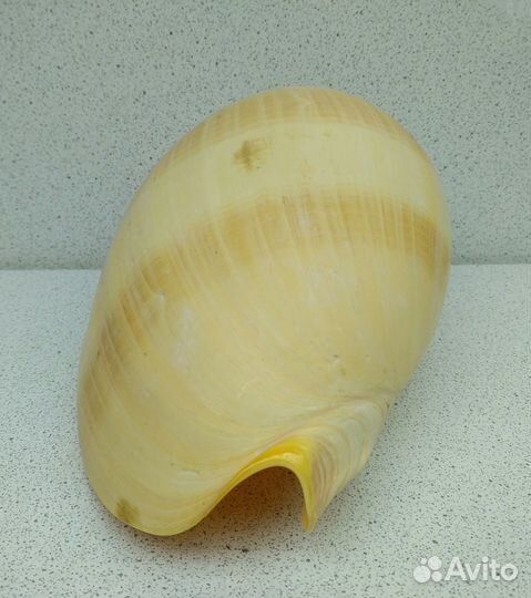 Тона 13,9 морская ракушка раковина