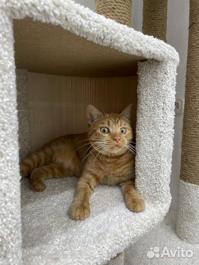 Кошка Маруся в добрые руки