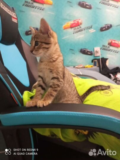 Кошка в дар