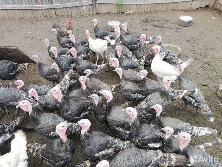 Индюки и индюшки