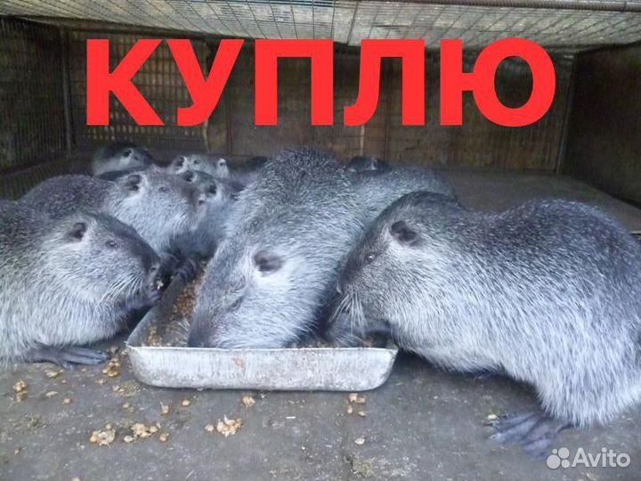 Нутрии