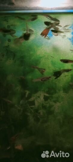 Гуппи мальки