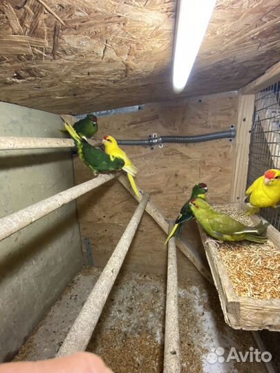 Продаю попугаев и животных оптом разных видов(волн