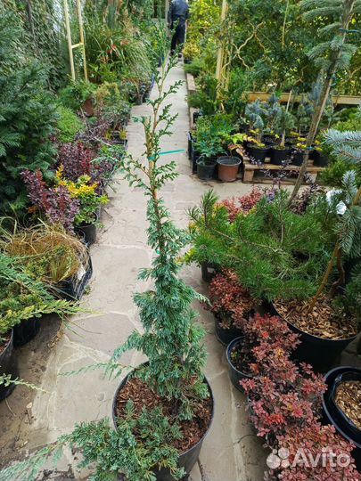 Можжевельники на бамбуке (штамбе)