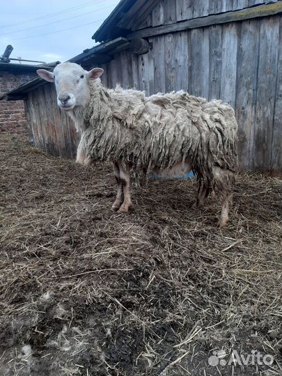 Баран на племя