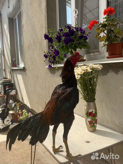 Бойцовые Петухи