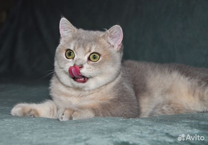 Голубое золото британский мальчик