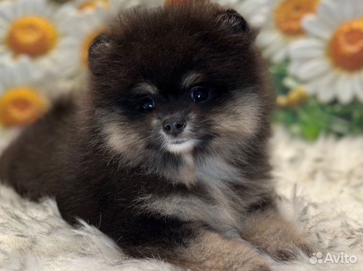 Микрошпиц девочка