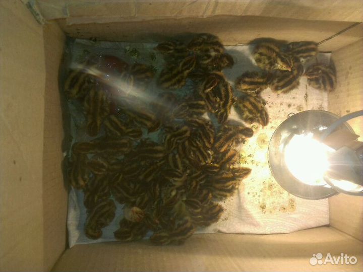 Яйцо,птенцы и помёт перепелов,бройлеры