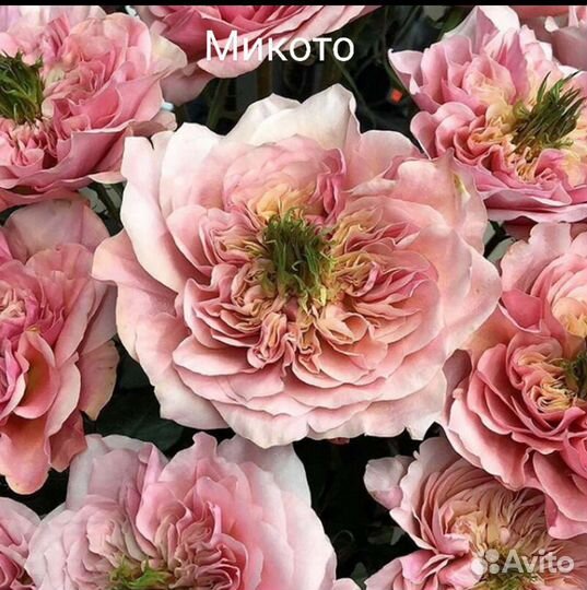 Розы японки