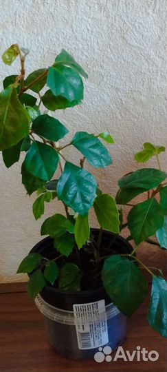 Березка - комнатная лиана