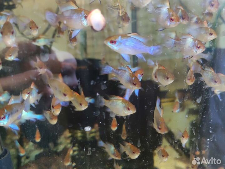 Апистограмма Рамирези