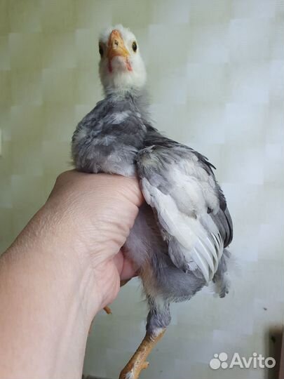 Цыпленок