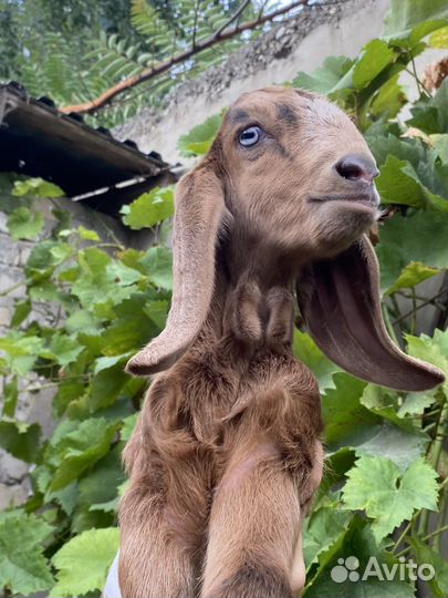 Коза и козлята англо-нубийские/шами