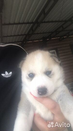 Продаются щенки сибирской хаски