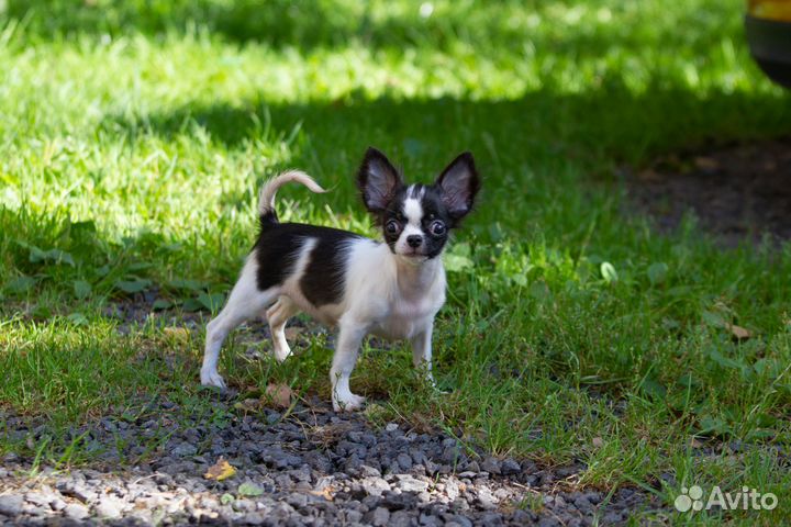 Щенки чихуахуа