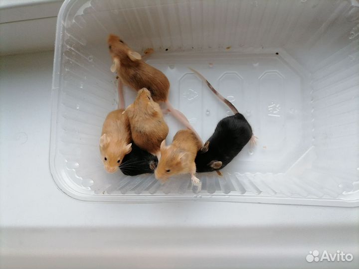 Декоративные мышата Сплешед