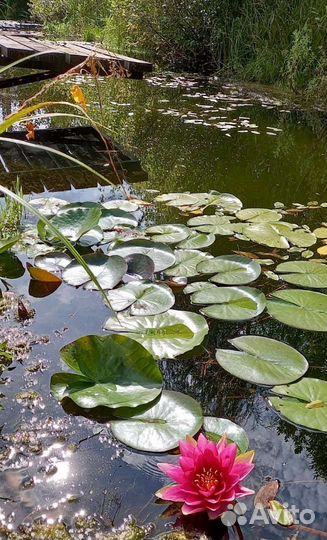 Нимфея (кувшинка для пруда) красная и белая