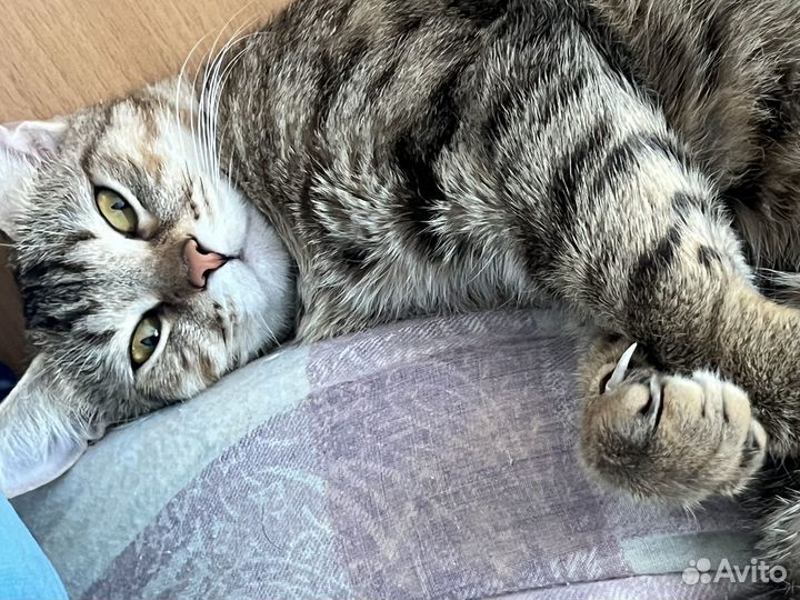 Кошка