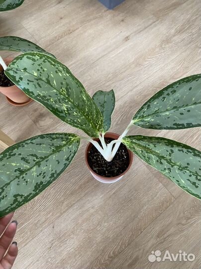 Анлаонема Royal Diamond