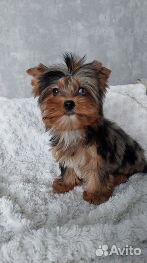 Йоркширский терьер