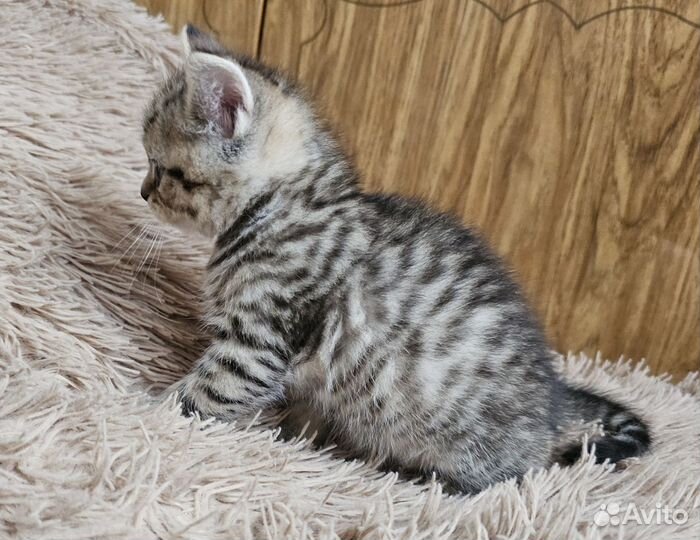 Шотландские котята