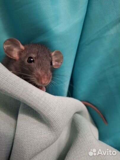 Крыса дамбо