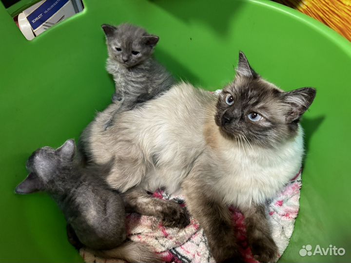 Котята в добрые руки