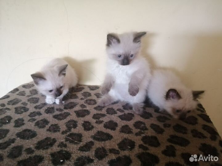 Котята в добрые руки