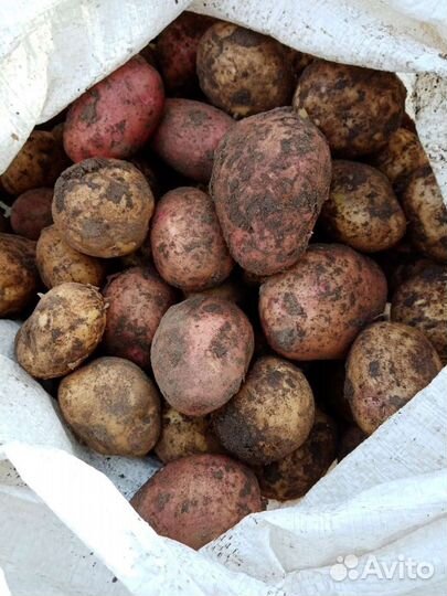 Картофель с доставкой