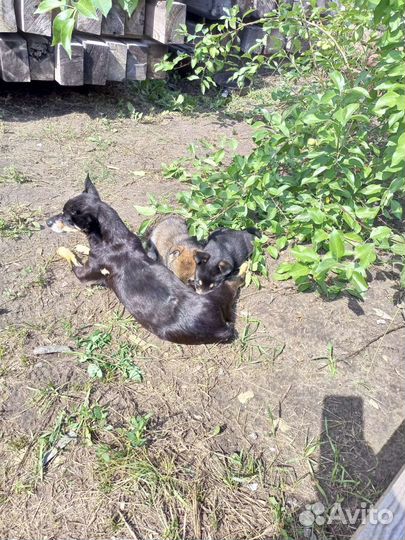 Щенки в добрые руки бесплатно